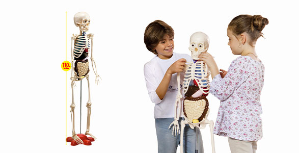 El Cuerpo Humano