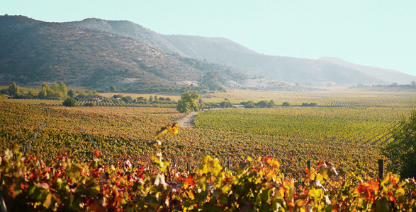 Viña Clos de Luz