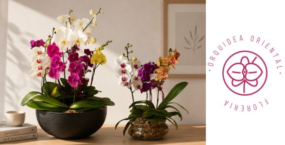 Venta Especial de Orquídeas